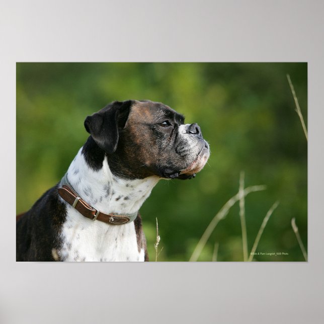 Boxer Dog Profile Poster (Front)