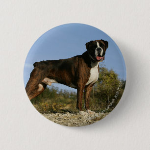 Boxer Dog Show Stance 6 Cm Round Badge