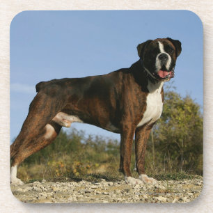 Boxer Dog Show Stance Coaster