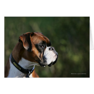 Boxer Dog Side Profile