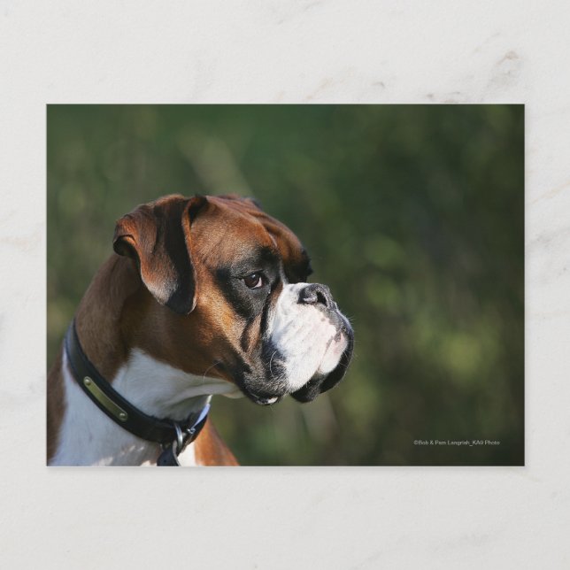 Boxer Dog Side Profile Postcard (Front)