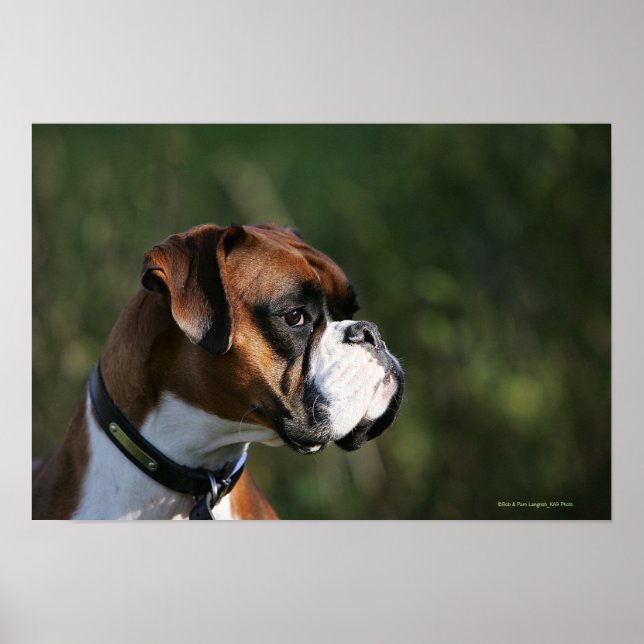 Boxer Dog Side Profile Poster (Front)