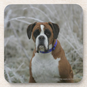 Boxer Dog Sitting in the Frost Coaster