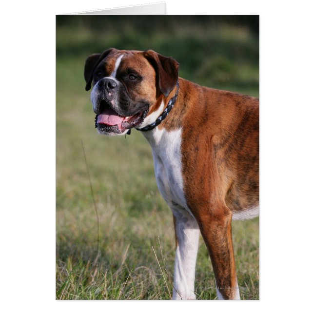 Boxer Dog Standing (Front)