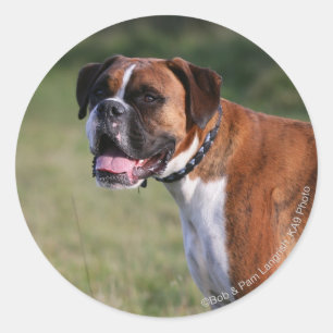 Boxer Dog Standing Classic Round Sticker