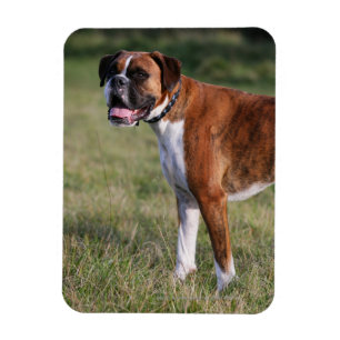 Boxer Dog Standing Magnet