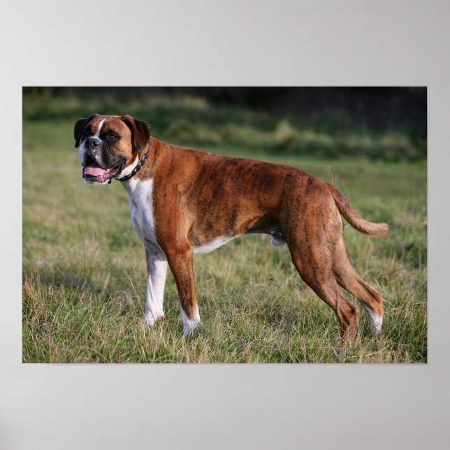 Boxer Dog Standing Poster (Front)