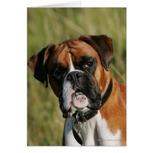 Boxer Dog Staring at Camera