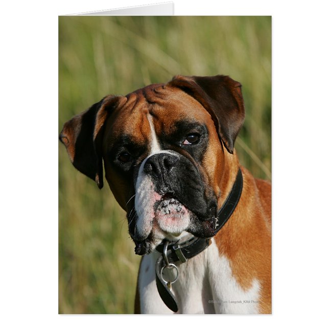 Boxer Dog Staring at Camera (Front)