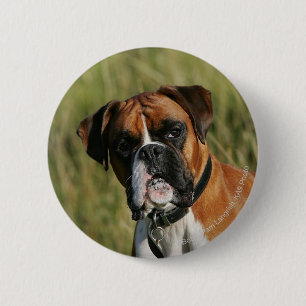 Boxer Dog Staring at Camera 6 Cm Round Badge