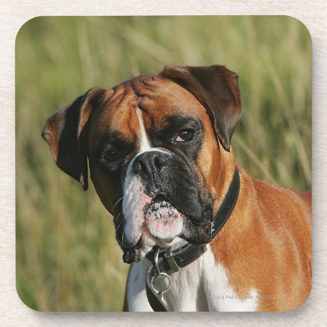 Boxer Dog Staring at Camera Coaster (Front)