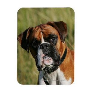Boxer Dog Staring at Camera Magnet
