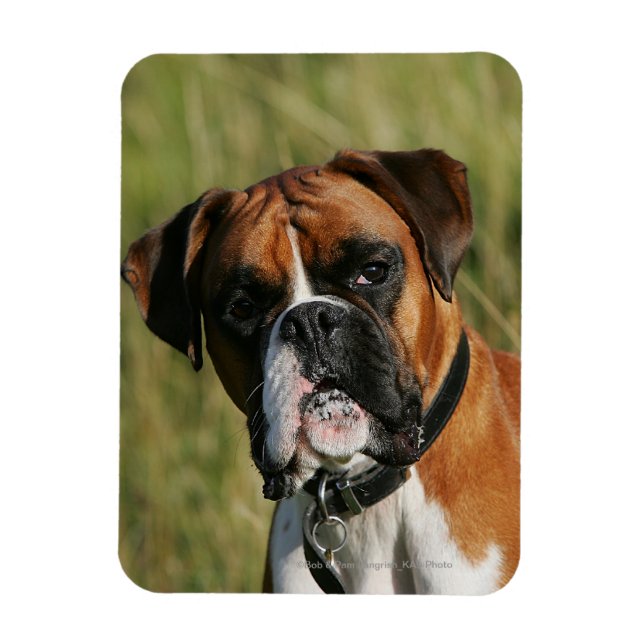 Boxer Dog Staring at Camera Magnet (Vertical)