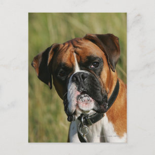 Boxer Dog Staring at Camera Postcard