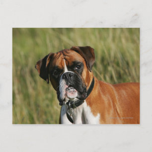 Boxer Dog Staring at Camera Postcard