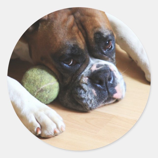Boxer dog Stickers (Front)