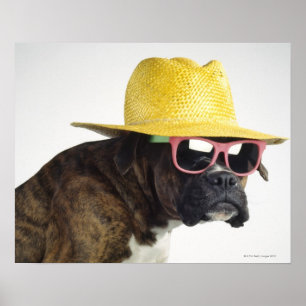 Boxer dog with hat and glasses poster