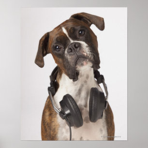 boxer dog with headphones poster