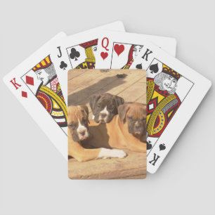 Boxer dogs playing cards