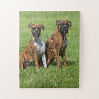 Boxer dogs portrait jigsaw puzzle