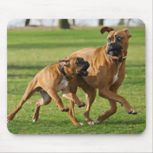 Boxer dogs run a funny race mouse mat