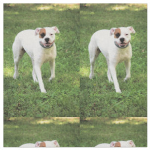 Boxer Fabric