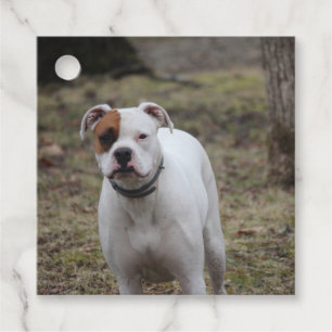 Boxer   favour tags