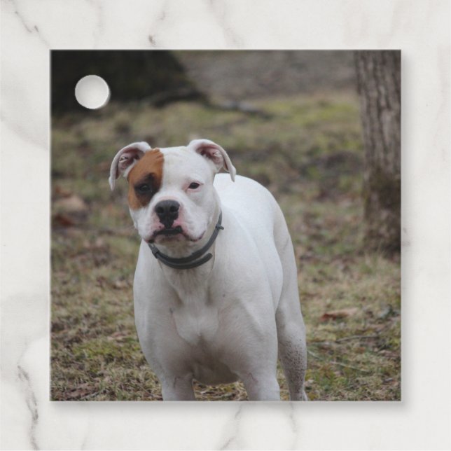 Boxer   favour tags (Front)