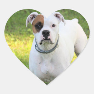 Boxer Heart Sticker
