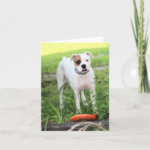 Boxer Holiday Card