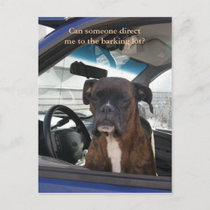 Boxer in the Driver's Seat in Dutch Harbour, AK Postcard