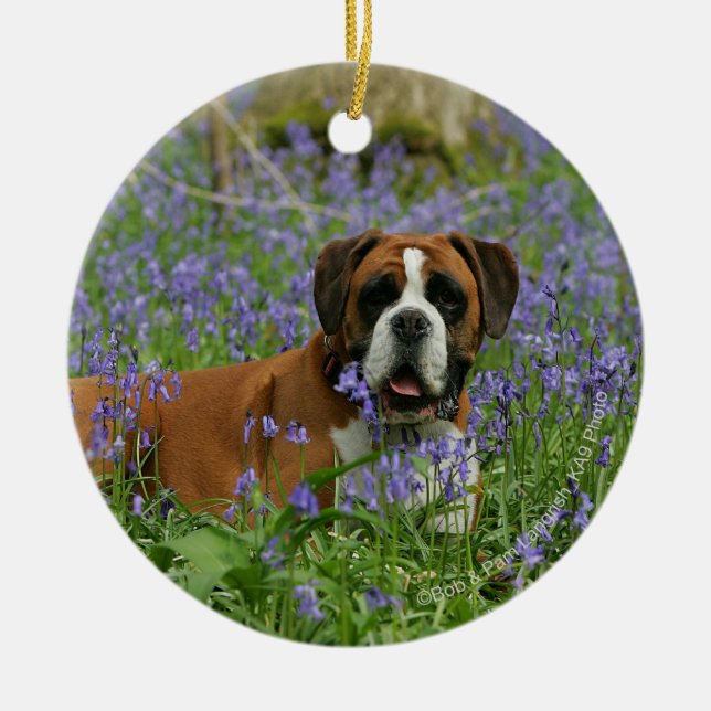 Boxer Laying in Bluebells Ceramic Tree Decoration (Front)