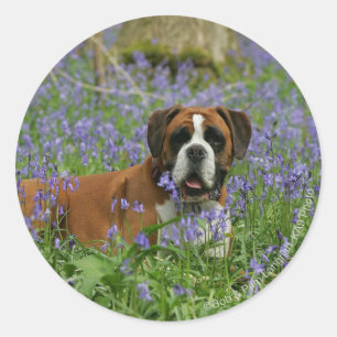 Boxer Laying in Bluebells Classic Round Sticker