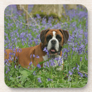 Boxer Laying in Bluebells Coaster
