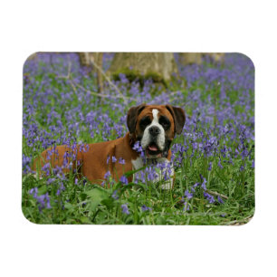 Boxer Laying in Bluebells Magnet
