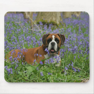 Boxer Laying in Bluebells Mouse Mat