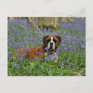 Boxer Laying in Bluebells Postcard