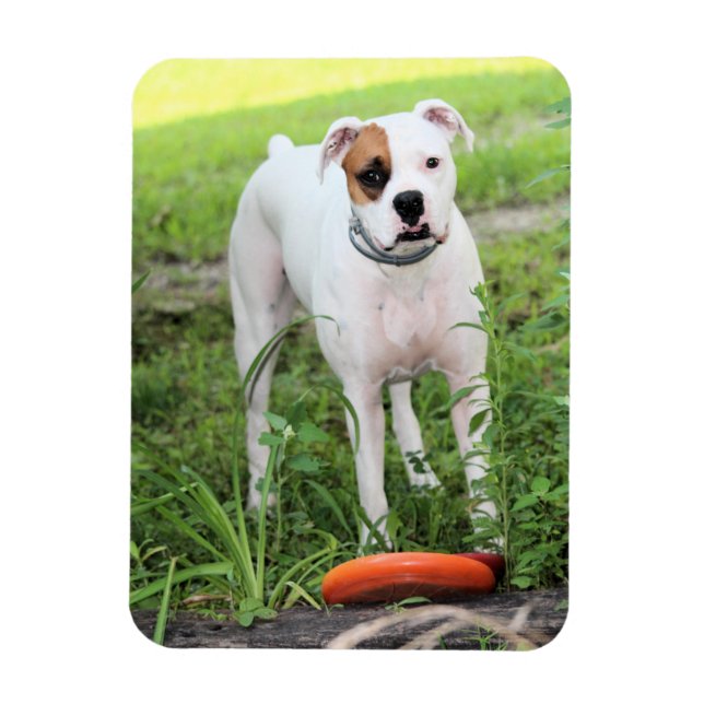 Boxer  magnet (Vertical)