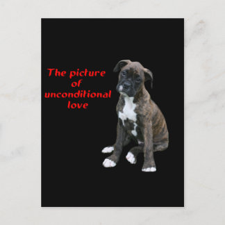 Boxer:  Picture of unconditional love Postcard
