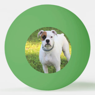 Boxer   ping pong ball