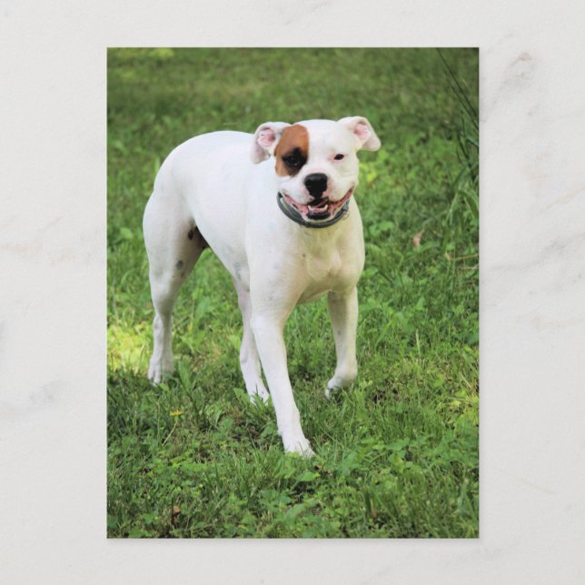 Boxer  postcard (Front)