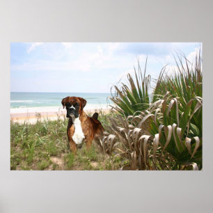 Boxer Poster Hiding In The Beachgrass