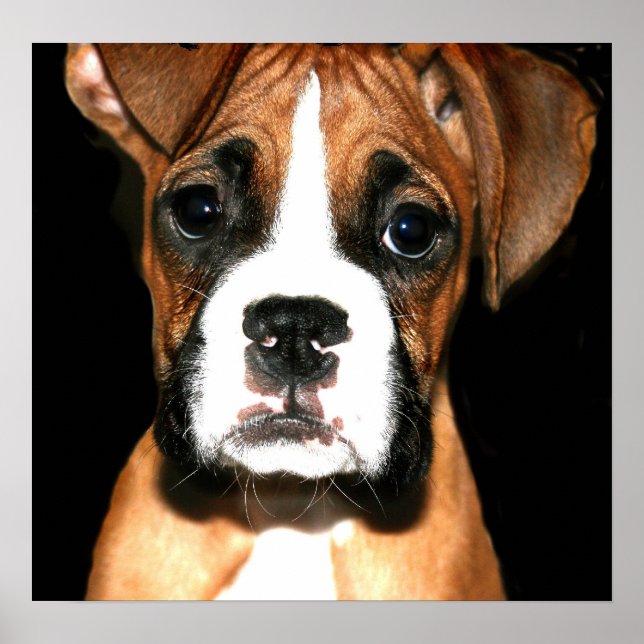 Boxer pup canvas print (Front)