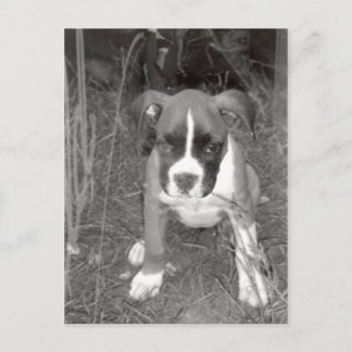 Boxer Pup Postcard