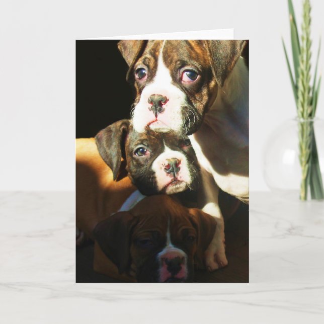 Boxer puppies Greeting card (Front)