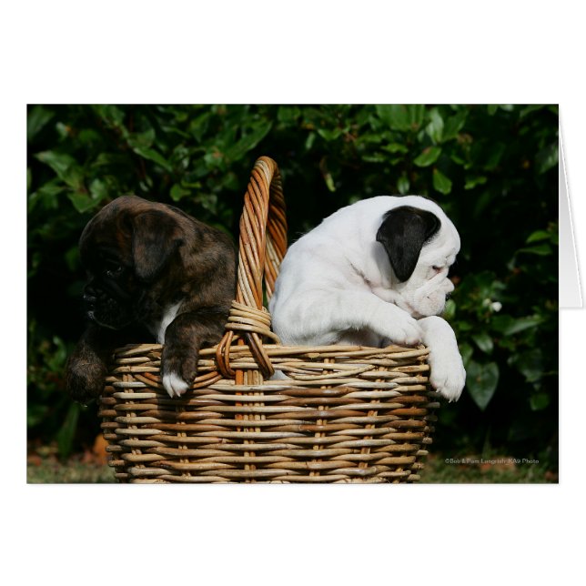 Boxer Puppies in Basket (Front Horizontal)