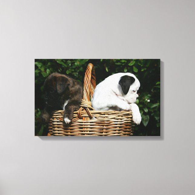 Boxer Puppies in Basket Canvas Print (Front)