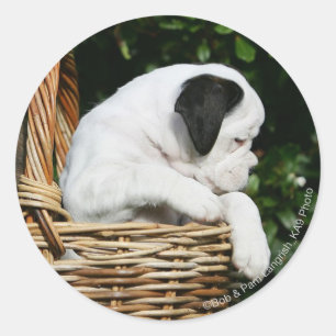 Boxer Puppies in Basket Classic Round Sticker