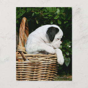Boxer Puppies in Basket Postcard