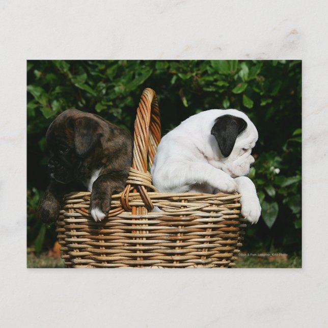 Boxer Puppies in Basket Postcard (Front)